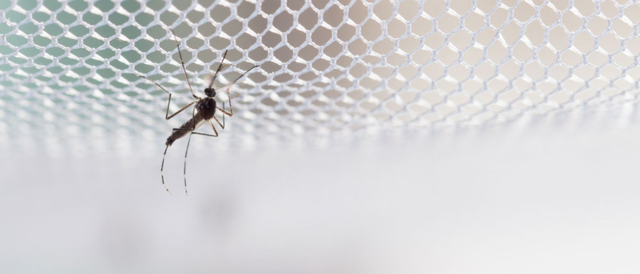 Las Ventajas De Instalar Una Mosquitera En Ventanas